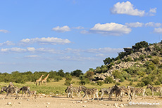 Giraffen und Zebras am Dolomite Wasserloch, Etosha Nationalpark, Namibia