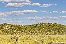 Dolomite Camp, Etosha Nationalpark, Namibia