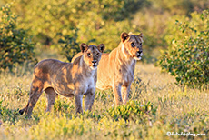 Löwin mit jungem Pascha, Etosha Nationalpark, Namibia