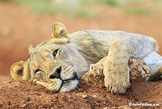 Sehr müder Löwe, Etosha Nationalpark, Namibia