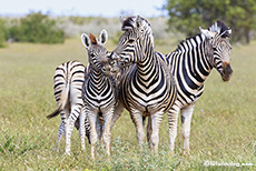 Zebras im Etosha Nationalpark, Namibia