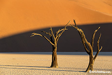 Das letzte Licht im Deadvlei