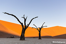 Das letzte Licht im Deadvlei