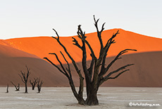 Der Schatten kommt ins Deadvlei