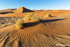 Vegetation in der Namibwüste, Namibia