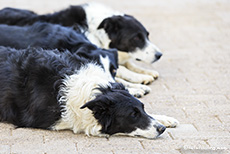 Wachsame Border Collies, Farm Gariganus, Namibia