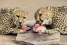 Gepardenfütterung, Farm Gariganus, Namibia