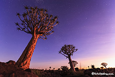 frühmorgens im Köcherbaumwald, Farm Gariganus, Namibia