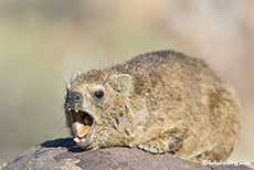 Müder Klippschliefer, Farm Gariganus, Namibia