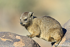 Gymnastik muss sein, Farm Gariganus, Namibia