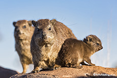 Klippschlieferfamilie, Farm Gariganus, Namibia