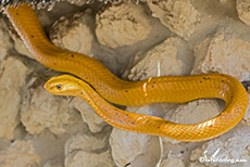 Kapkobra, Nossob Camp, Kgalagadi Nationalpark, Botswana