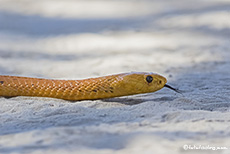 Kapkobra, Nossob Camp, Kgalagadi Nationalpark, Botswana