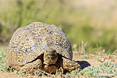 Pantherschildkröte, Kgalagadi Nationalpark, Botswana, Südafrika