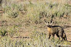 Löffelhund, Kgalagadi Nationalpark, Botswana, Südafrika