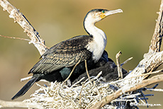 Weißbrustkormoran (Phalacrocorax carbo lucidus), Pilanesberg Nationalpark, Südafrika