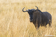 Gnu im hohen Gras, Pilanesberg Nationalpark, Südafrika