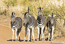 Zebrasstreifen auf der Piste, Pilanesberg Nationalpark, Südafrika