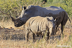 Breitmaulnashorn mit Jungtier, Pilanesberg Nationalpark, Südafrika