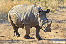 Breitmaulnashorn auf der Piste, Pilanesberg Nationalpark, Südafrika