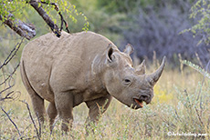 Spitzmaulnashorn in der Dämmerung, Pilanesberg Nationalpark, Südafrika