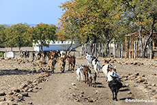 Auf dem Weg zum Nordteil des Gonarezhou Nationalpark, Zimbabwe