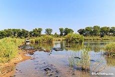 Nur noch schnell durch den Runde River, Gonarezhou Nationalpark, Zimbabwe