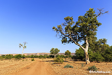 unterwegs im Gonarezhou Nationalpark, Zimbabwe