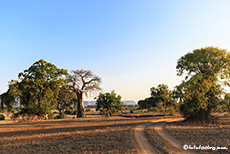 unterwegs im Gonarezhou Nationalpark, Zimbabwe