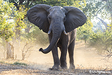 Wegsperre im Gonarezhou Nationalpark, Zimbabwe