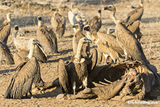 Geier an einem toten Büffel, Gonarezhou Nationalpark, Zimbabwe