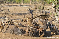 Geier an einem toten Büffel, Gonarezhou Nationalpark, Zimbabwe