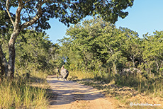 Zwei Wildhüter bringen ein Nashorn ins Nachtlager, Imire Lodge, Zimbabwe