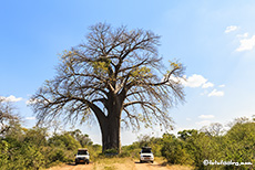 Immer wieder schön, der Baobab in der Mitte der Piste