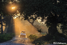 Ralf im Sonnenspot, Mana Pools Nationalpark, Zimbabwe