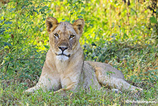 Löwenalarm im Mana Pools Nationalpark, Zimbabwe