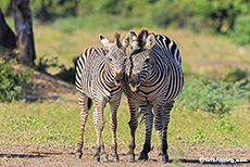 Zebramutter mit Nachwuchs, Mana Pools Nationalpark, Zimbabwe