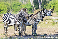 Ich seh nur Zebrastreifen