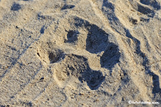 Frische Löwenspuren, Mana Pools Nationalpark, Zimbabwe