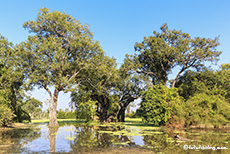 Schöner Pool mit Hippos, Mana Pools Nationalpark, Zimbabwe