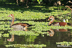 Nilgänse (Alopochen aegyptiacus), Mana Pools Nationalpark, Zimbabwe