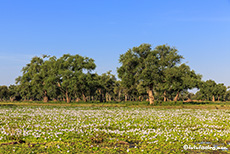 Wasserhyazinthen, Mana Pools Nationalpark, Zimbabwe