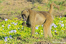 Pavian futtert Wasserhyazinthen, Mana Pools Nationalpark, Zimbabwe