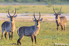 neugierige Wasserböcke, Mana Pools Nationalpark, Zimbabwe