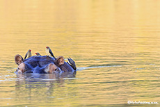 Hippo mit Madenhacker, Mana Pools Nationalpark, Zimbabwe