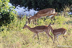 übermütiges Impala, Mana Pools Nationalpark, Zimbabwe