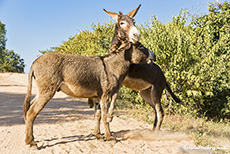 übermütige Esel, Zimbabwe