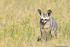 Löffelhund, Central Kalahari Game Reserve, Botswana