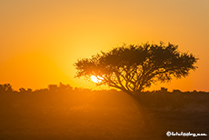 Gar nicht so einfach einen Baum zum Sonnenuntergang zu finden