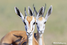 Springböcke im Central Kalahari Game Reserve, Botswana